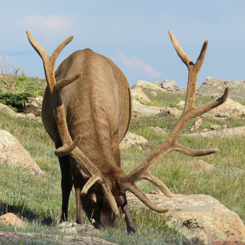 The elk rut is underway: How do you stop people from being that ‘idiot tourist?’